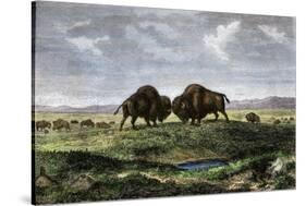 Confrontation Between Bulls in a Buffalo Herd, Great Plains-null-Stretched Canvas