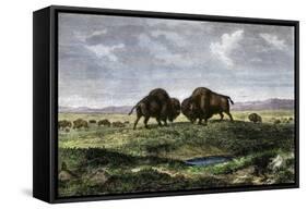 Confrontation Between Bulls in a Buffalo Herd, Great Plains-null-Framed Stretched Canvas