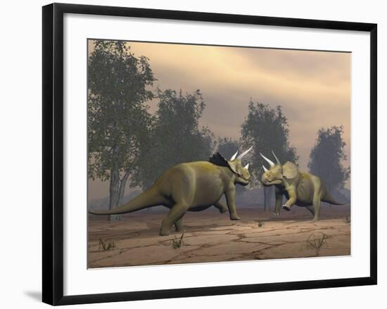 Confrontation Between Two Triceratops-null-Framed Art Print