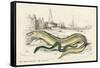 Conger Eel and Sharp Nosed-null-Framed Stretched Canvas