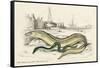 Conger Eel and Sharp Nosed-null-Framed Stretched Canvas