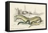 Conger Eel and Sharp Nosed-null-Framed Stretched Canvas