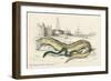 Conger Eel and Sharp Nosed-null-Framed Art Print