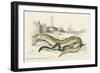 Conger Eel and Sharp Nosed-null-Framed Art Print