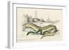 Conger Eel and Sharp Nosed-null-Framed Art Print