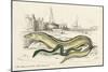 Conger Eel and Sharp Nosed-null-Mounted Art Print