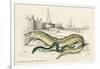 Conger Eel and Sharp Nosed-null-Framed Premium Giclee Print