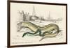 Conger Eel and Sharp Nosed-null-Framed Premium Giclee Print