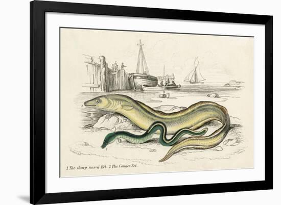 Conger Eel and Sharp Nosed-null-Framed Art Print