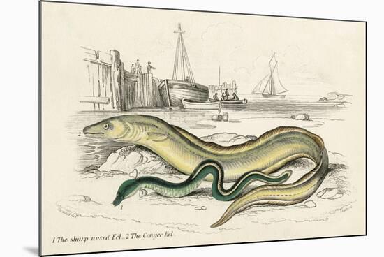 Conger Eel and Sharp Nosed-null-Mounted Art Print