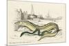 Conger Eel and Sharp Nosed-null-Mounted Art Print