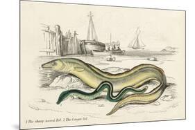 Conger Eel and Sharp Nosed-null-Mounted Art Print