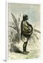 Conibo Mother Peru 1869-null-Framed Giclee Print