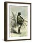 Conibo Mother Peru 1869-null-Framed Giclee Print