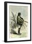 Conibo Mother Peru 1869-null-Framed Giclee Print
