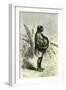 Conibo Mother Peru 1869-null-Framed Giclee Print