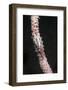 Conical Spider Crab-Hal Beral-Framed Photographic Print