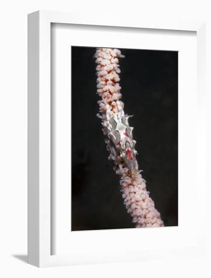 Conical Spider Crab-Hal Beral-Framed Photographic Print