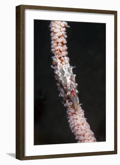 Conical Spider Crab-Hal Beral-Framed Photographic Print