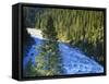 Conifer Forest Along River, Henrys Fork, Snake River, Targhee National Forest, Idaho, USA-Scott T. Smith-Framed Stretched Canvas