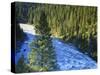 Conifer Forest Along River, Henrys Fork, Snake River, Targhee National Forest, Idaho, USA-Scott T. Smith-Stretched Canvas