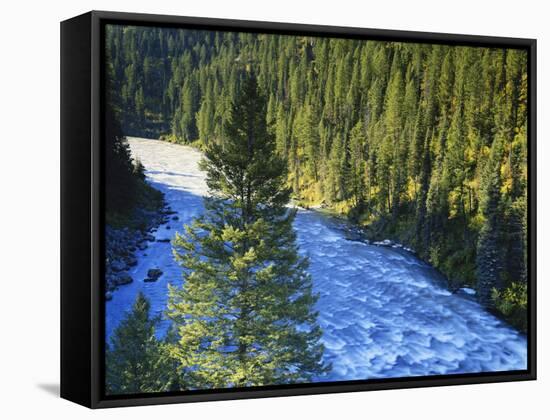 Conifer Forest Along River, Henrys Fork, Snake River, Targhee National Forest, Idaho, USA-Scott T. Smith-Framed Stretched Canvas