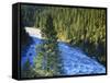 Conifer Forest Along River, Henrys Fork, Snake River, Targhee National Forest, Idaho, USA-Scott T. Smith-Framed Stretched Canvas