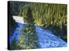 Conifer Forest Along River, Henrys Fork, Snake River, Targhee National Forest, Idaho, USA-Scott T. Smith-Stretched Canvas