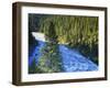 Conifer Forest Along River, Henrys Fork, Snake River, Targhee National Forest, Idaho, USA-Scott T. Smith-Framed Photographic Print