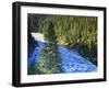 Conifer Forest Along River, Henrys Fork, Snake River, Targhee National Forest, Idaho, USA-Scott T. Smith-Framed Photographic Print