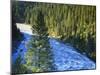 Conifer Forest Along River, Henrys Fork, Snake River, Targhee National Forest, Idaho, USA-Scott T. Smith-Mounted Photographic Print