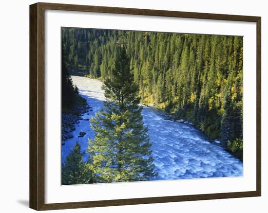 Conifer Forest Along River, Henrys Fork, Snake River, Targhee National Forest, Idaho, USA-Scott T. Smith-Framed Photographic Print