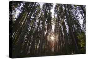 Conifer Plantation in Plymbridge Woods, Plymouth, Devon, England, United Kingdom, Europe-Nigel Hicks-Stretched Canvas