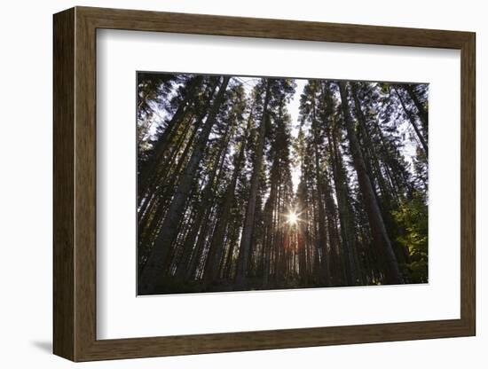 Conifer Plantation in Plymbridge Woods, Plymouth, Devon, England, United Kingdom, Europe-Nigel Hicks-Framed Photographic Print