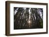 Conifer Plantation in Plymbridge Woods, Plymouth, Devon, England, United Kingdom, Europe-Nigel Hicks-Framed Photographic Print