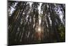 Conifer Plantation in Plymbridge Woods, Plymouth, Devon, England, United Kingdom, Europe-Nigel Hicks-Mounted Photographic Print
