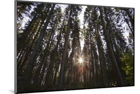 Conifer Plantation in Plymbridge Woods, Plymouth, Devon, England, United Kingdom, Europe-Nigel Hicks-Mounted Photographic Print