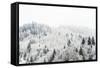 Conifer trees in the Austrian Alps dusted with snow, Austria, Europe-Alex Treadway-Framed Stretched Canvas