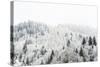 Conifer trees in the Austrian Alps dusted with snow, Austria, Europe-Alex Treadway-Stretched Canvas