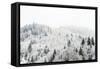 Conifer trees in the Austrian Alps dusted with snow, Austria, Europe-Alex Treadway-Framed Stretched Canvas