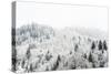 Conifer trees in the Austrian Alps dusted with snow, Austria, Europe-Alex Treadway-Stretched Canvas