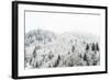 Conifer trees in the Austrian Alps dusted with snow, Austria, Europe-Alex Treadway-Framed Photographic Print