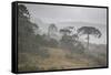 Coniferous Araucaria Pine Trees in the Rain in Santa Catarina, Brazil-Alex Saberi-Framed Stretched Canvas
