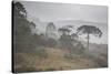 Coniferous Araucaria Pine Trees in the Rain in Santa Catarina, Brazil-Alex Saberi-Stretched Canvas