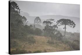 Coniferous Araucaria Pine Trees in the Rain in Santa Catarina, Brazil-Alex Saberi-Stretched Canvas