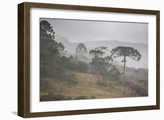 Coniferous Araucaria Pine Trees in the Rain in Santa Catarina, Brazil-Alex Saberi-Framed Photographic Print