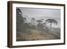 Coniferous Araucaria Pine Trees in the Rain in Santa Catarina, Brazil-Alex Saberi-Framed Photographic Print