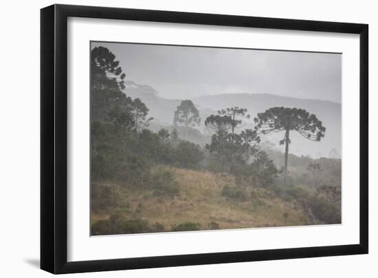 Coniferous Araucaria Pine Trees in the Rain in Santa Catarina, Brazil-Alex Saberi-Framed Photographic Print
