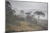 Coniferous Araucaria Pine Trees in the Rain in Santa Catarina, Brazil-Alex Saberi-Mounted Photographic Print