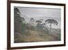 Coniferous Araucaria Pine Trees in the Rain in Santa Catarina, Brazil-Alex Saberi-Framed Photographic Print